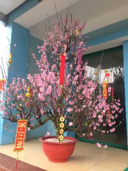 VIWASUPCO tổ chức buổi Gặp mặt đầu xuân và phát động Tết trồng cây